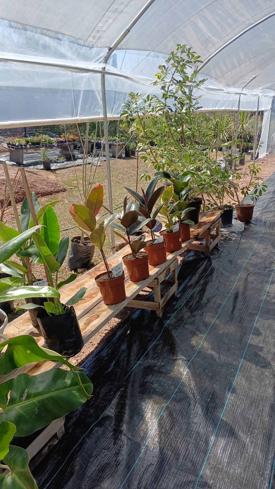 Vivero Punta Gorda