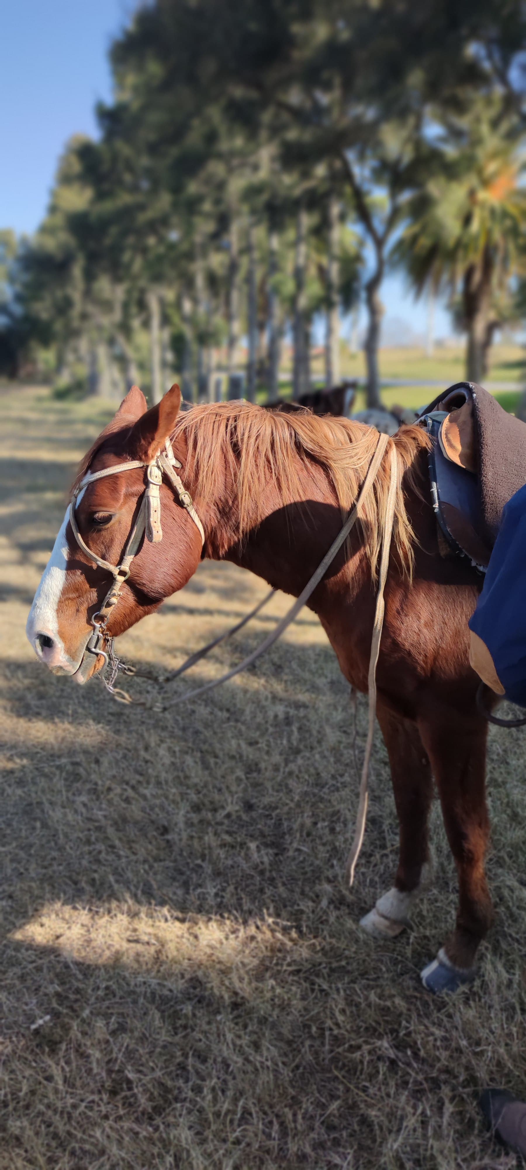 Cabalgatas La Familia