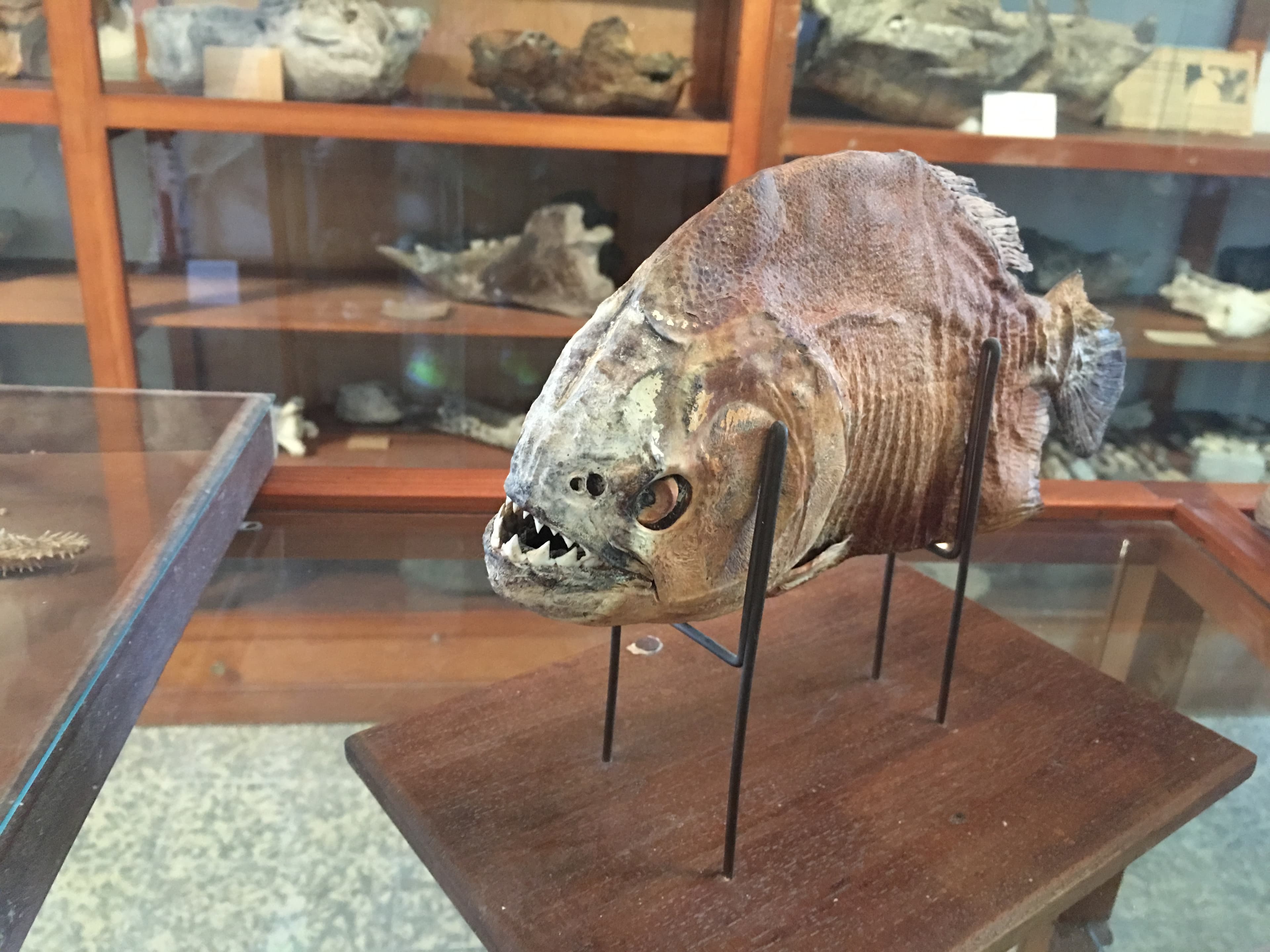 Espacio Paleontológico Armando Calcaterra