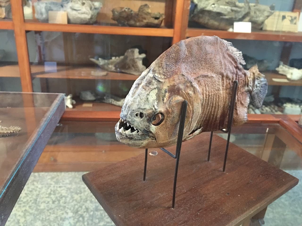 Espacio Paleontológico Armando Calcaterra