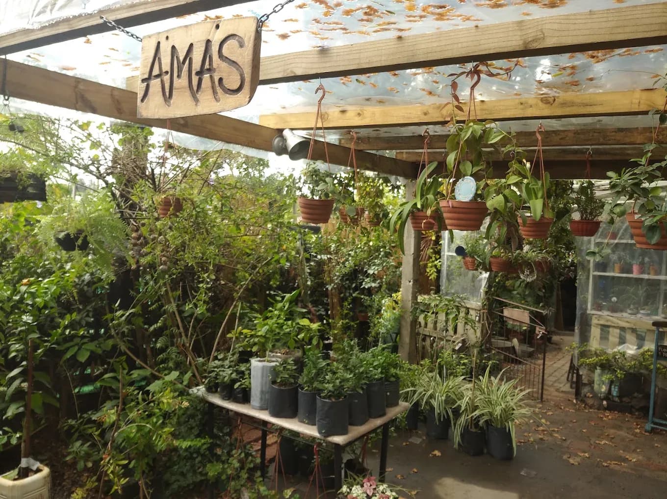 Vivero Orgánico Amas
